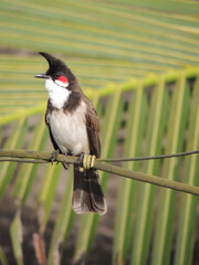 Red whiskered bulbul