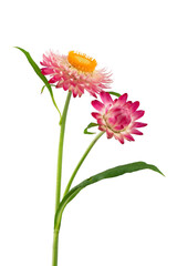 helichrysum - sand immortelle, decorative dried flower for decoration and decoration of premises,...
