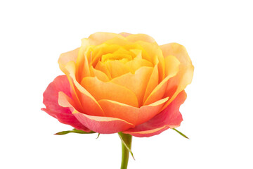 a blooming rose with green leaves, isolate on a white background