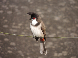 Red whiskered bulbul