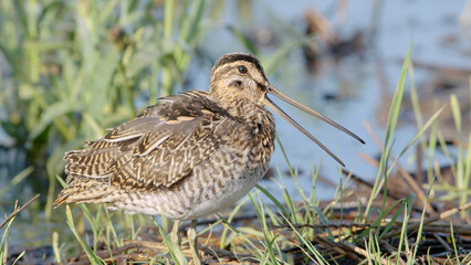 Common snipe close-up of bird	