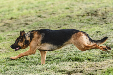 Dog running fast and chasing lure across green field at dog racing competion