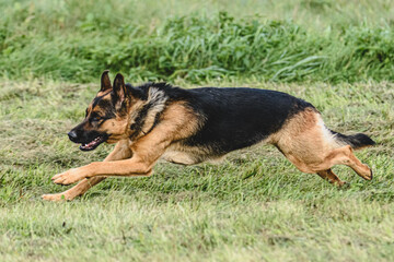 Dog running fast and chasing lure across green field at dog racing competion