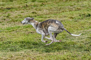 Whippet dog running fast and chasing lure across green field at dog racing competion