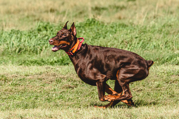 Dobermann dog lifted off the ground during the dog racing competition running straight into camera