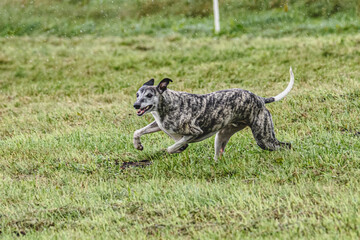 Whippet dog running fast and chasing lure across green field at dog racing competion