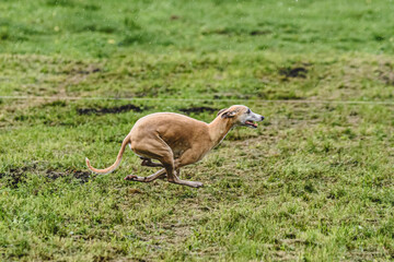Whippet dog running fast straight at full speed straight on camera