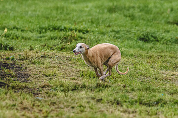 Whippet dog running fast straight at full speed straight on camera