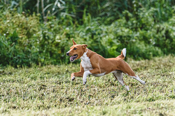 Basenji dog catching lure in the field at coursing and racing competition