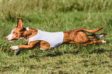 Dog running in green field and chasing lure at full speed on coursing competition