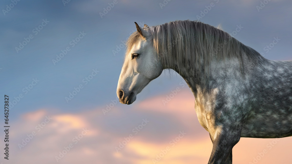 Wall mural gray stallion with a long mane close-up portrait