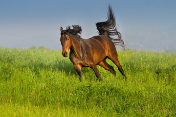 Horse gallop on spring green meadow