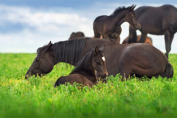 A mare and foal graze in a herd