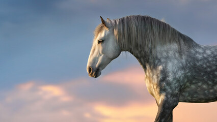 Gray stallion with a long mane close-up portrait