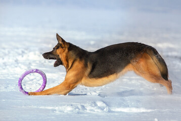 German Shepherd playing in the snow