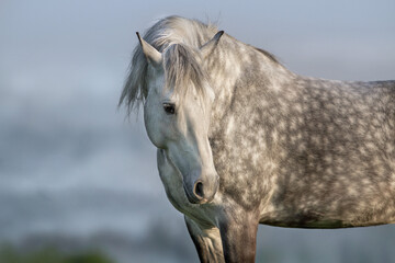 Gray stallion with a long mane close-up portrait