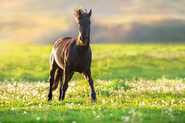 A horse with a long mane runs at sunset