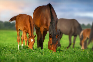 A mare and foal graze in a herd