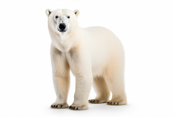 Fototapeta premium a polar bear standing on a white surface