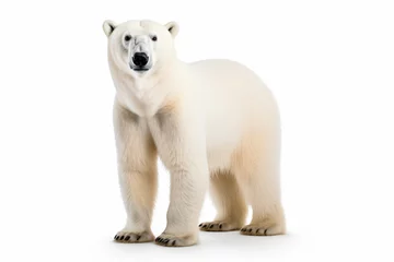 Foto op Canvas a polar bear standing on a white surface © illustrativeinfinity