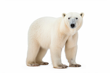 Fototapeta premium a polar bear standing on a white surface