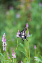 A swallowtail butterfly sitting on a purple flower. Celosia argentea, Papilio xuthus