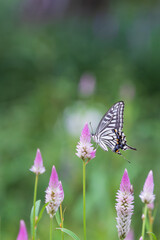 A swallowtail butterfly sitting on a purple flower. Celosia argentea, Papilio xuthus