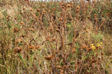 Dry Carduus Marianus, Mary Thistle in garden