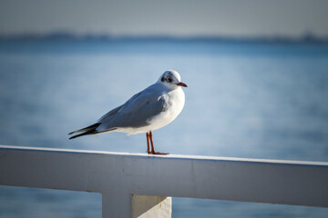 Seagull sitting on the railing of a pier on the shore of the Baltic Sea