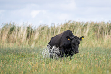 Aberdeen angus cow in a beach meadow