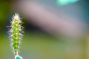 In the fade background, the narrow thorns of cactus creates a wonderful environment of fine beauty.