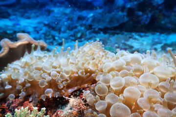 soft coral underwater background reef ocean