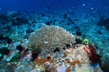 Naklejka na ściany i meble corals climate warming underwater background ocean problem