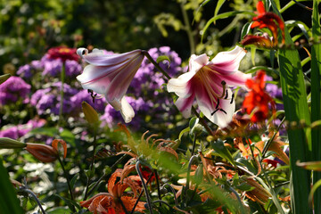 Blumen 1464 © K.-U. Häßler