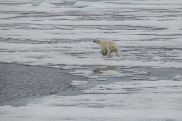 Polar bear in the Arctic