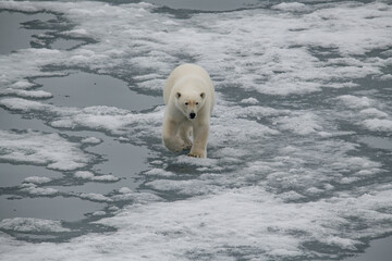 Polar bear in the Arctic
