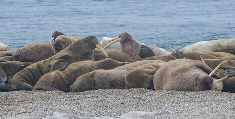 Walruses in the Arctic