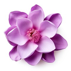 Naklejka na ściany i meble Lilac flower close-up on white background. Generative AI