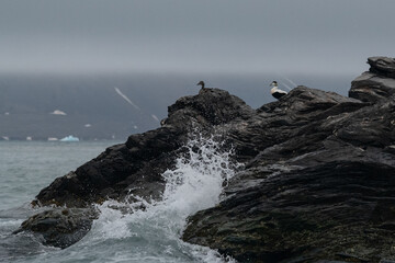 Puffins on the cliffs