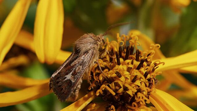 A moth feeding on a flower and pollinating, macro close-up
