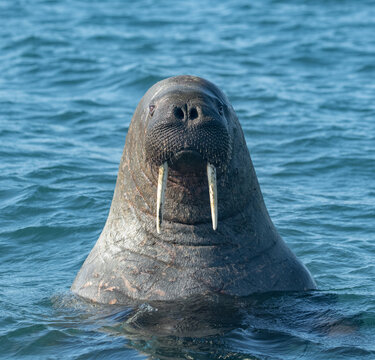 Walruses in the Arctic