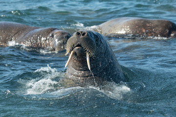 Walruses in the Arctic