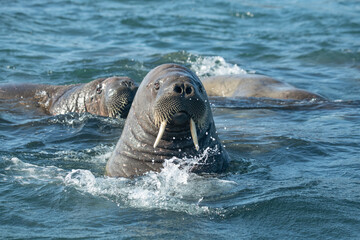 Walruses in the Arctic