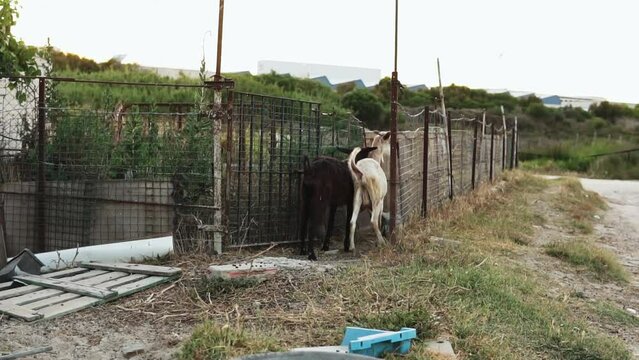 Two goats next to a metal fence on a farm. Slow motion shot. 