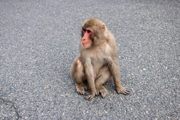 アスファルトの路上に座った猿