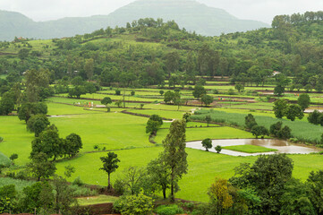 Landscape view of rice farming near Mulshi Dam, Pune, Maharashtra India