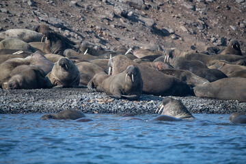 Walruses in the Arctic