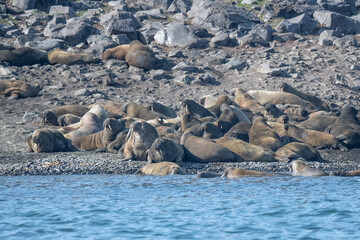 Fototapeta premium Walruses in the Arctic
