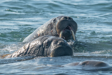 Walruses in the Arctic
