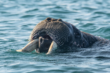 Walruses in the Arctic